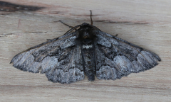 Phaeoura mexicanaria