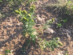 Matricaria discoidea