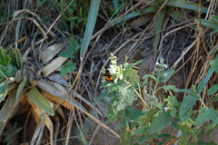 Bombus opifex