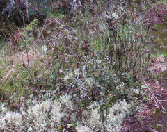 Geranium cuneatum tridens