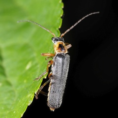 Cantharis nigricans