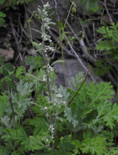 Image of Artemisia franserioides by (c) Laura Gaudette, some rights reserved (CC BY)