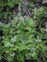 Artemisia franserioides
