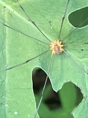 Leiobunum bracchiolum
