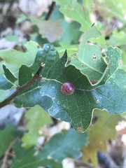 Xanthoteras eburneum