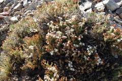 Junellia erinacea