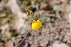 Calceolaria filicaulis
