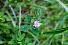 Trifolium resupinatum