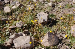 Calceolaria filicaulis
