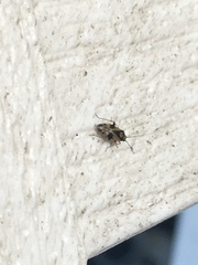 Orthops