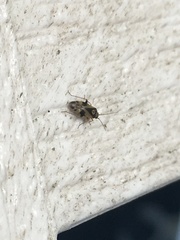 Orthops