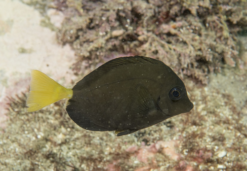 Australian sawtail (Prionurus microlepidotus) — Acanthuridae — 4