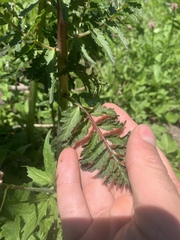 Pedicularis bracteosa