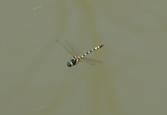 Macromia pacifica