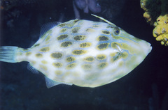 Eubalichthys mosaicus