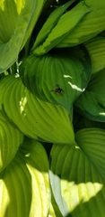 Temnostoma excentrica