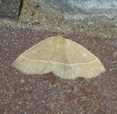 Trisateles emortualis