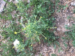 Sisymbrium officinale