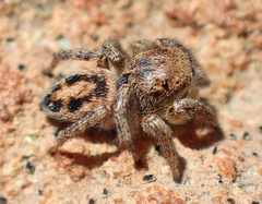 Habronattus decorus