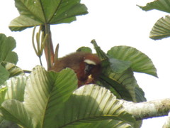 Plecturocebus discolor