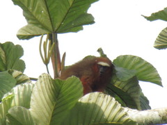 Plecturocebus discolor