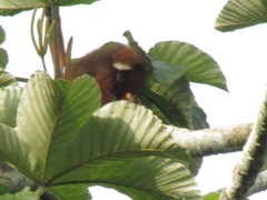 Plecturocebus discolor