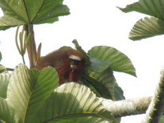 Plecturocebus discolor