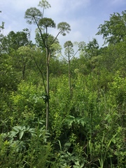 Angelica atropurpurea