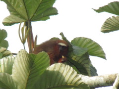 Plecturocebus discolor