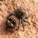 Flower Jumping Spider - Photo (c) Denis Doucet, some rights reserved (CC BY-NC), uploaded by Denis Doucet