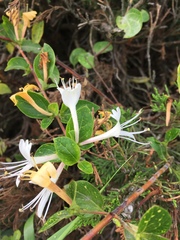 Lonicera japonica