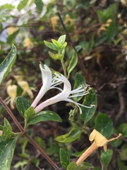 Lonicera japonica