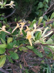 Lonicera japonica