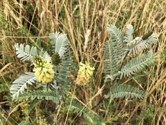 Astragalus pycnostachyus
