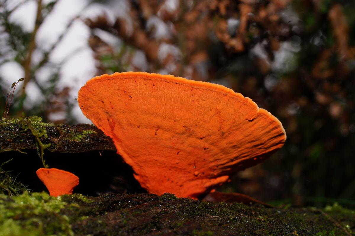 Pycnoporus coccineus image