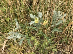 Astragalus pycnostachyus