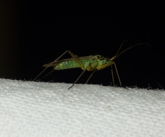 Oncotylus viridiflavus