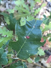 Xanthoteras eburneum