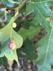 Xanthoteras eburneum