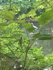 Ardea herodias