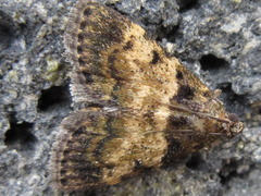 Lepidogma melanobasis