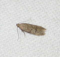 Teleiodes vulgella