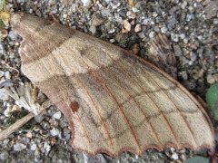 Marumba maackii