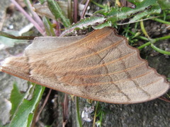 Marumba maackii
