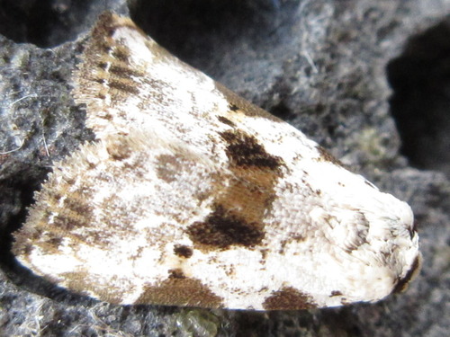 Neustrotia