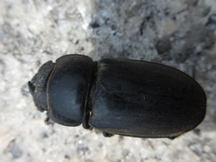 Serrognathus titanus castanicolor