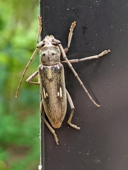 Eburia mutica