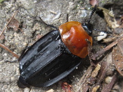 Necrophila brunnicollis