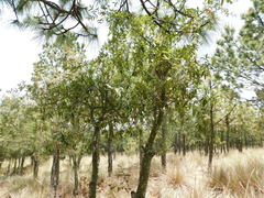 Quercus crassipes