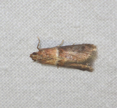 Acrobasis repandana